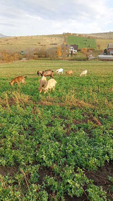 Capre  de vanzare 8 la numar