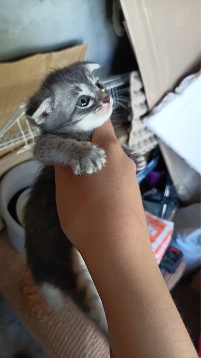 Вислоухая котята есть