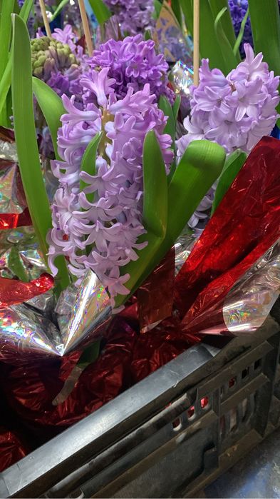 Геацинт  весенний цветок