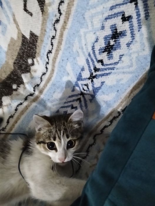 кошечка. 2 месяца