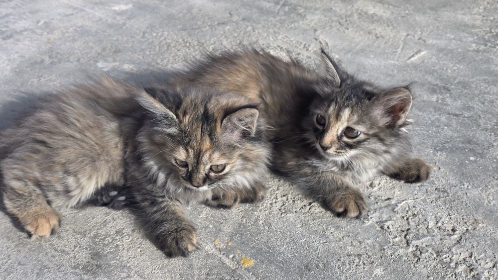 Кошки  бесплатно