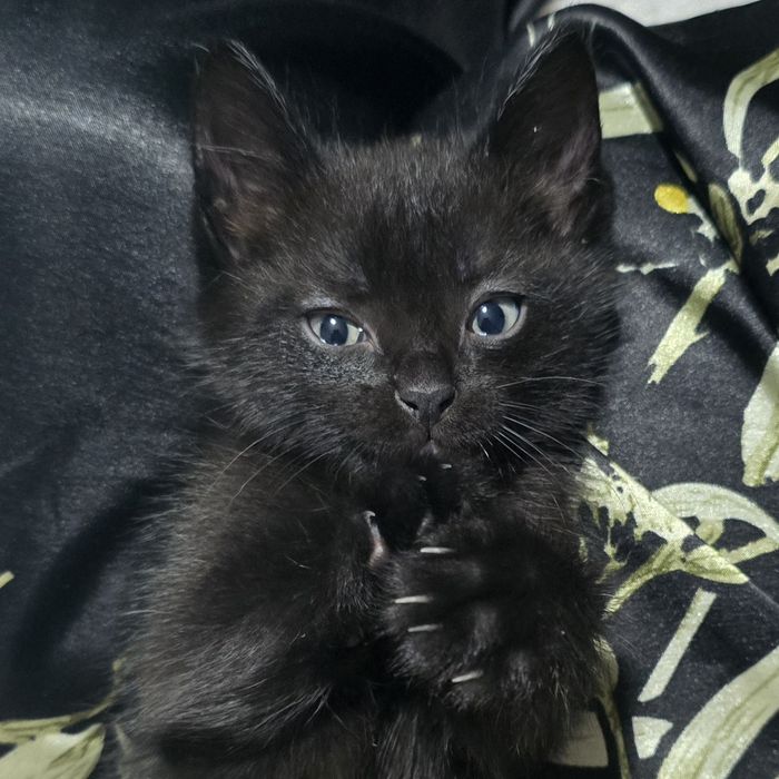 Отдаём котенка в добрые руки