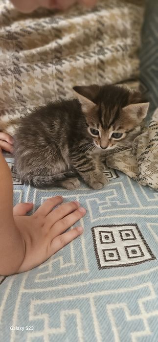 Дарю котят в добрые руки