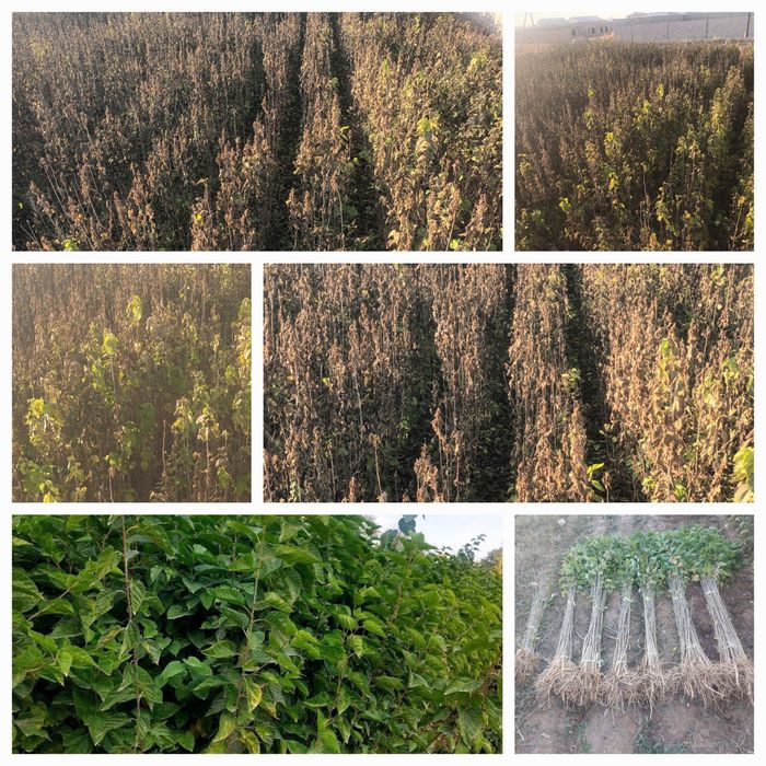 Tut kóchatlari sotiladi