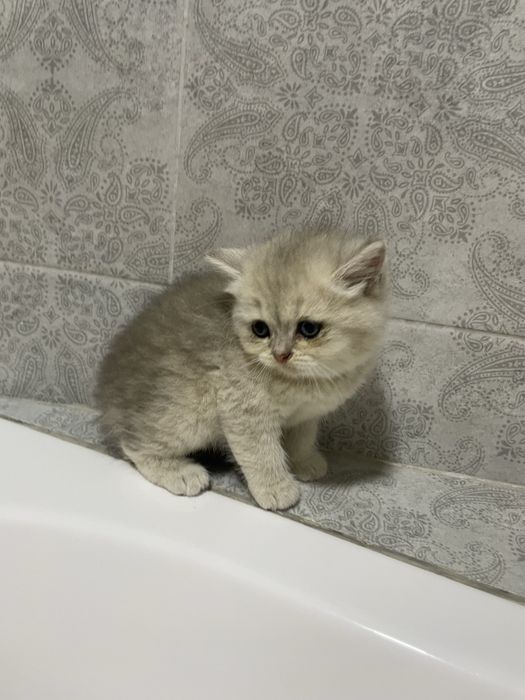 Британские котята