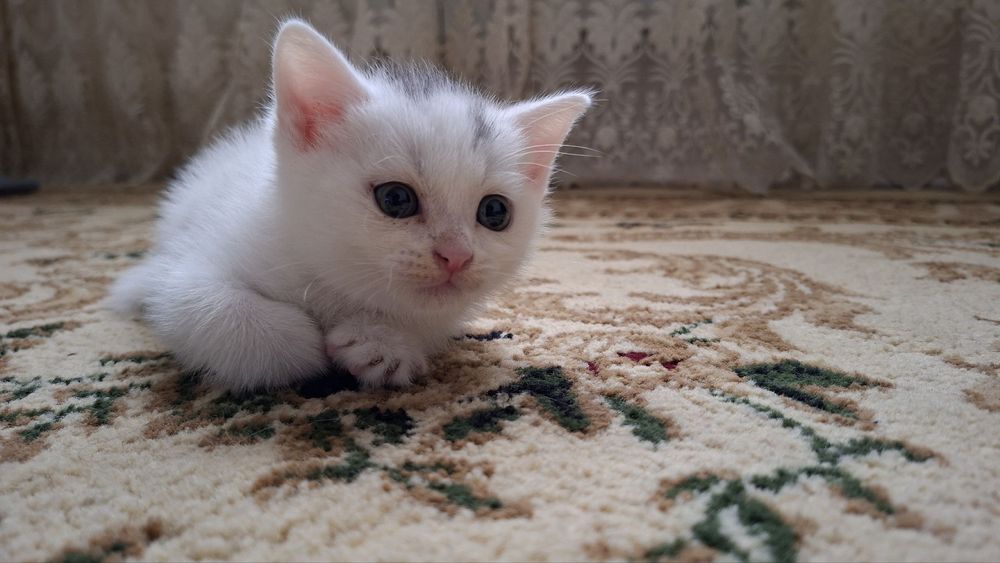 Mushuk bolasi  sotiladi skotsh strayd