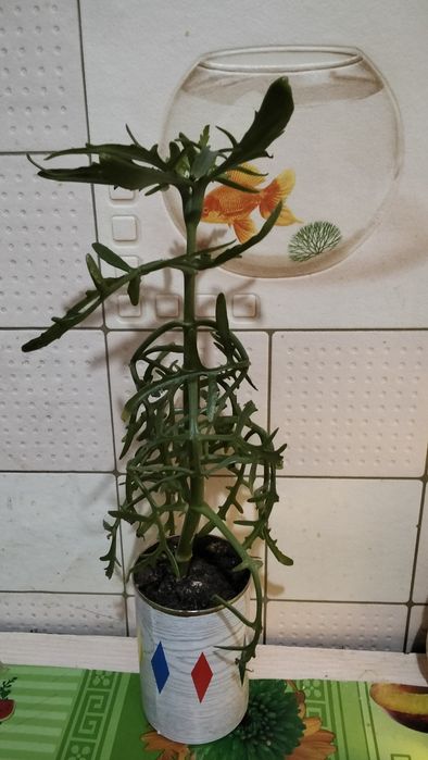 Цветов много, все хорошие.