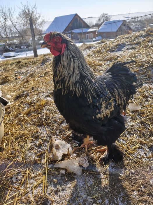 Молодые петухи Брама