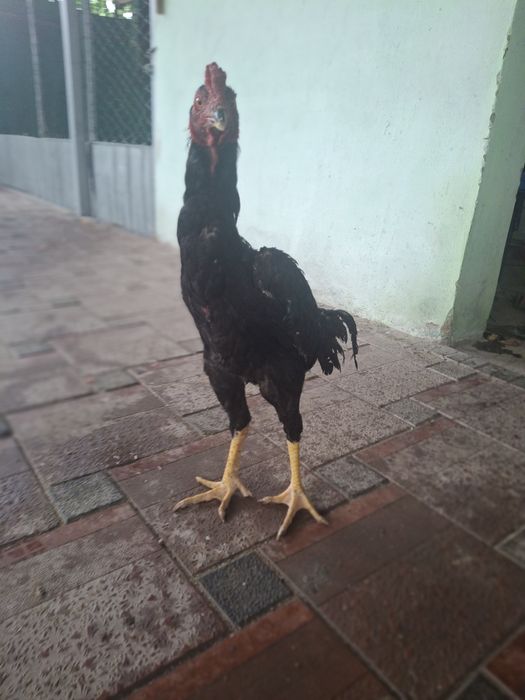 Дакан қораз сатылады