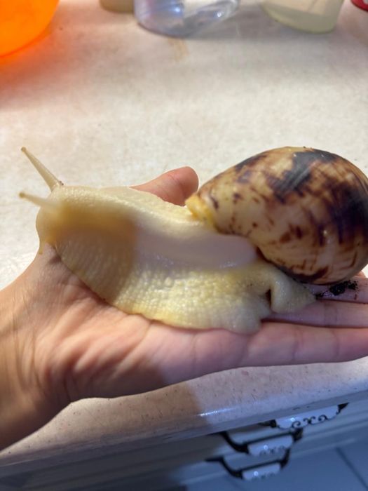 Продам гигантский улитка для очищеня лицо 3000тг шт