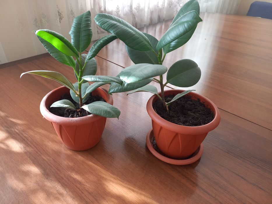 Молодой фикус 1шт 3000