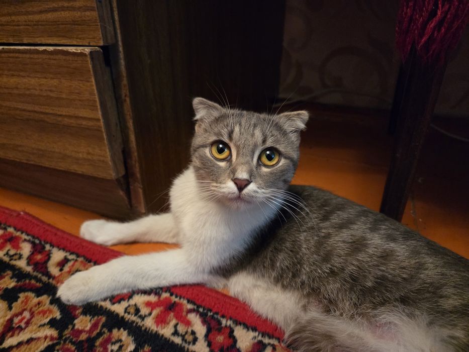 Котята бесплатно