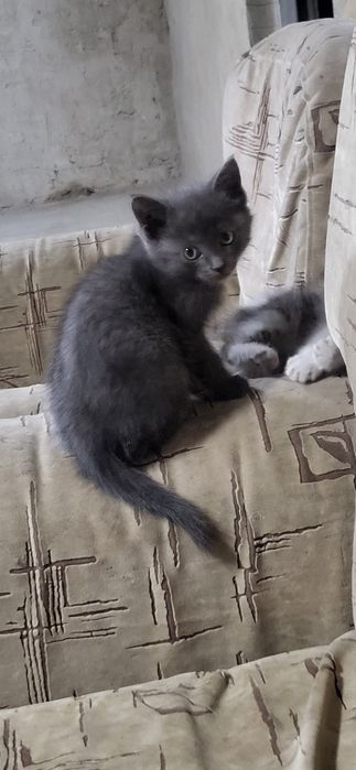 Отдам дарам  в хорошие руки