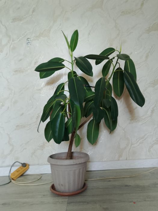 Фикус гүлі қолда өсірілген