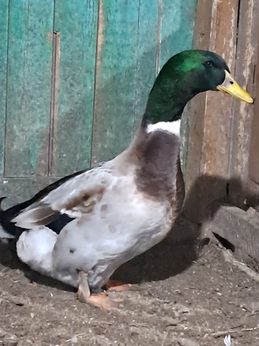 Продам на развод домашнегоселезня. .