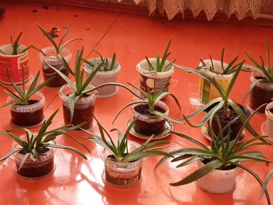 Продам алоэ,сансивьеру.