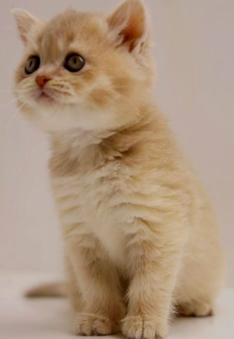 Котята британские шиншиллы