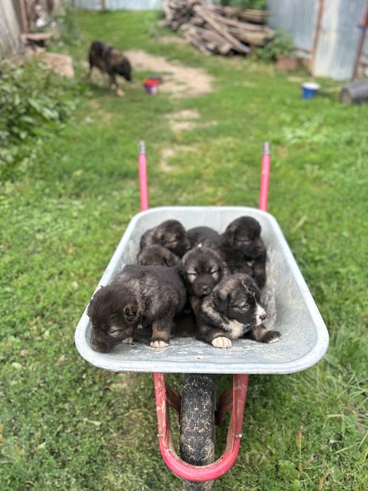 Catei ciobănesc caucazian