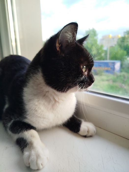 Чудесный Гарри ищет дом