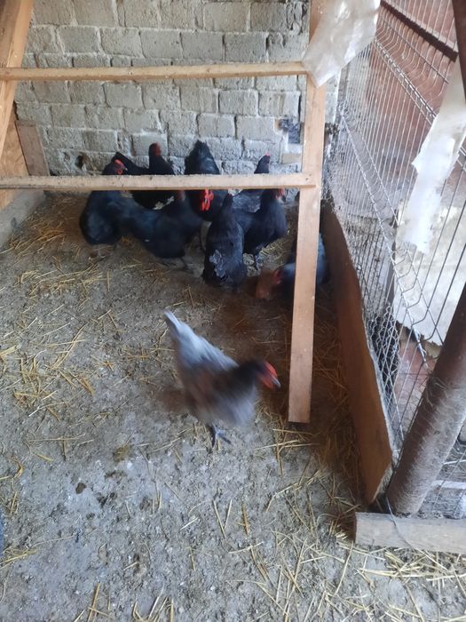 Oua de australorp