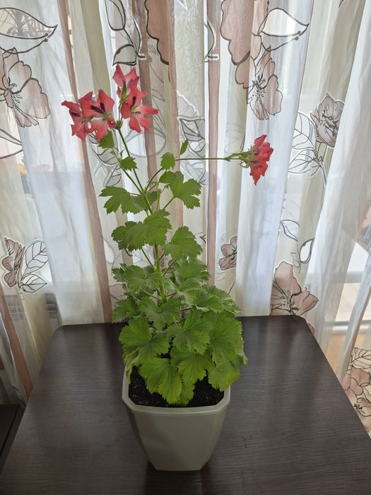 Продается домашний цветок
