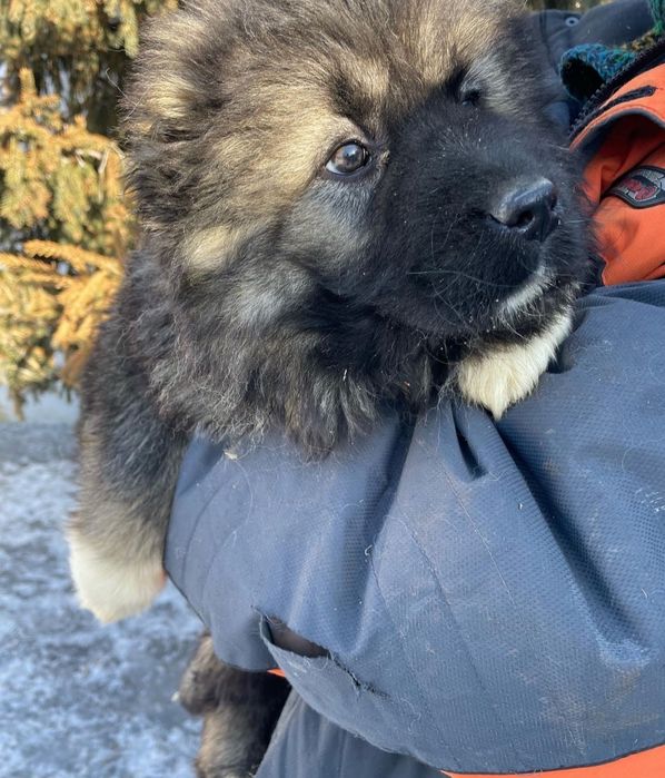 Продаются  авчярки