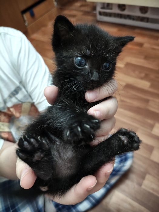 Отдам котят в добрые руки