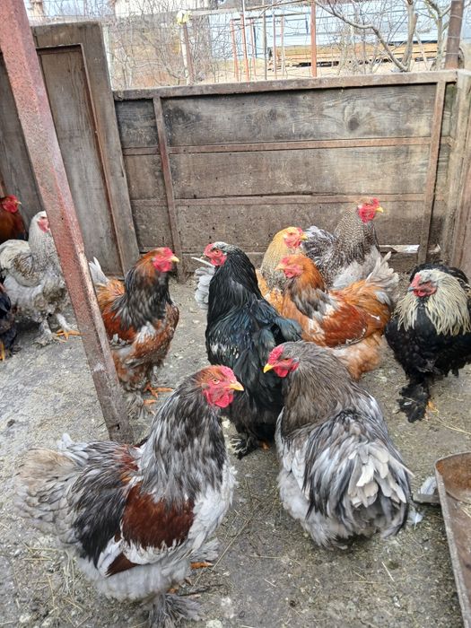 Vănd cocoși rasa brahma.