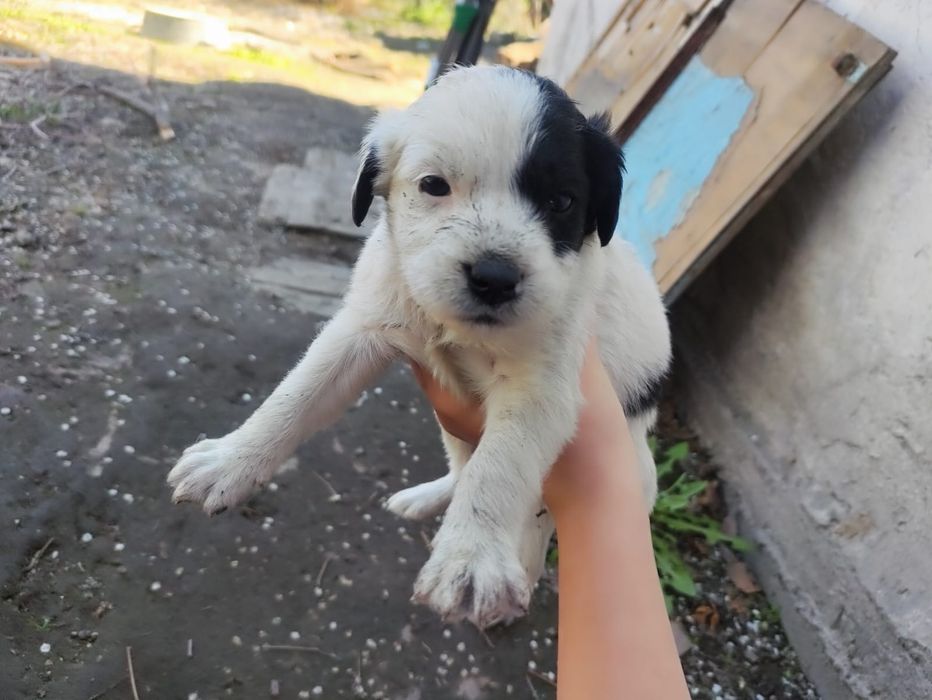 Отдам  щенят в добрые руки