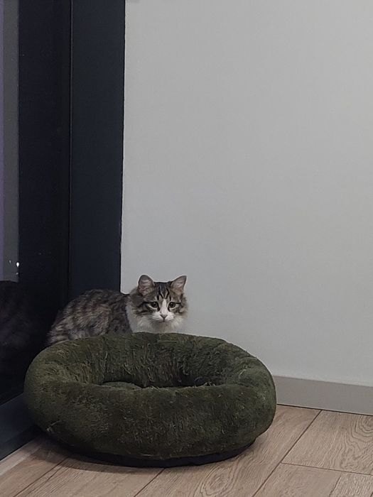 Котенок мальчик кастрированный