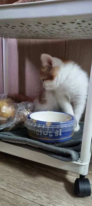 Отдадим котят девочек в добрые руки