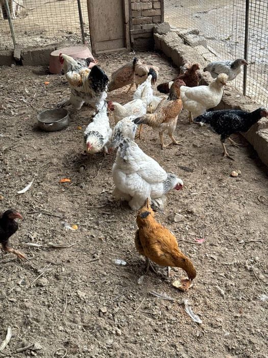 Куры несушки молодые