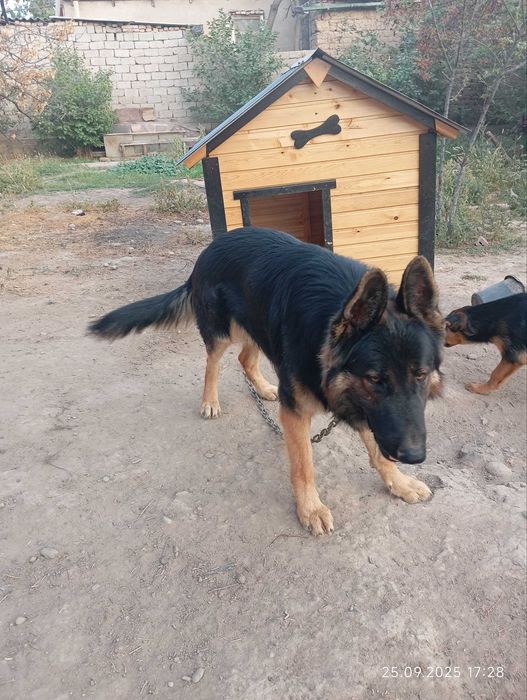 Немецкая овчарка Кобель на вязку! Не продаётся! It Ko‘paytirish uchun!