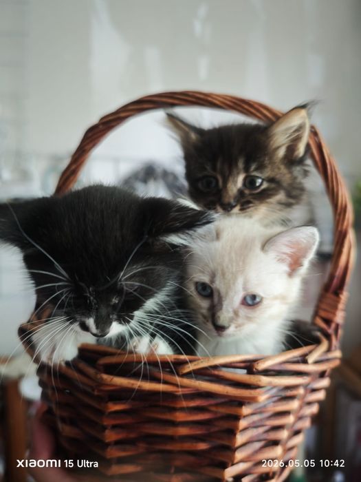 Отдам котят в хорошие руки