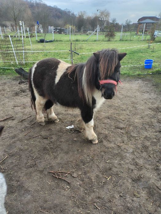 Se vinde ponei armăsar