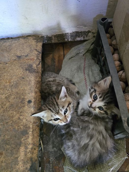 Котята в хорошие руки