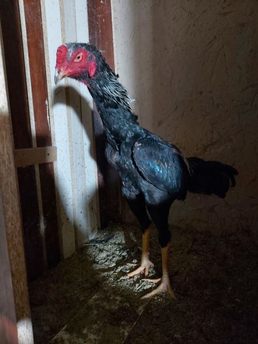 Avgustni oxirida chiqan xuruzcha