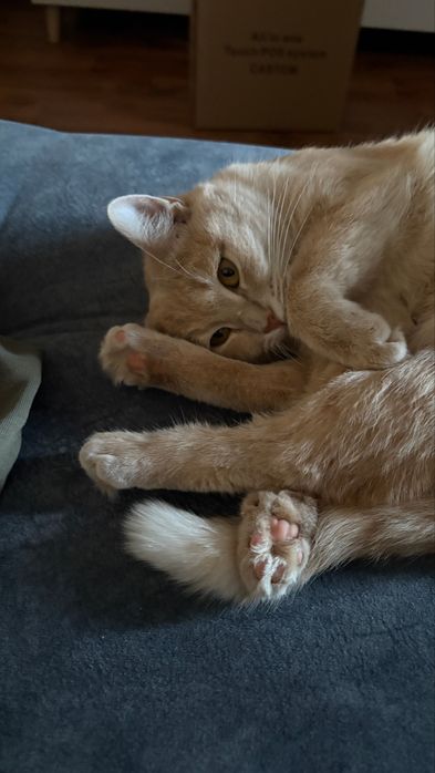 Кошка добрые руки бесплатно