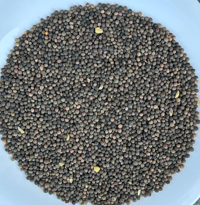 Samanta iarba coasă/ pășune, Măzăriche, Trifoi, Sparceta, Amestec furajer Lucern ,Sudan