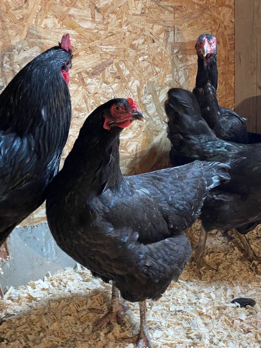 Домашний тауықтар сатылады