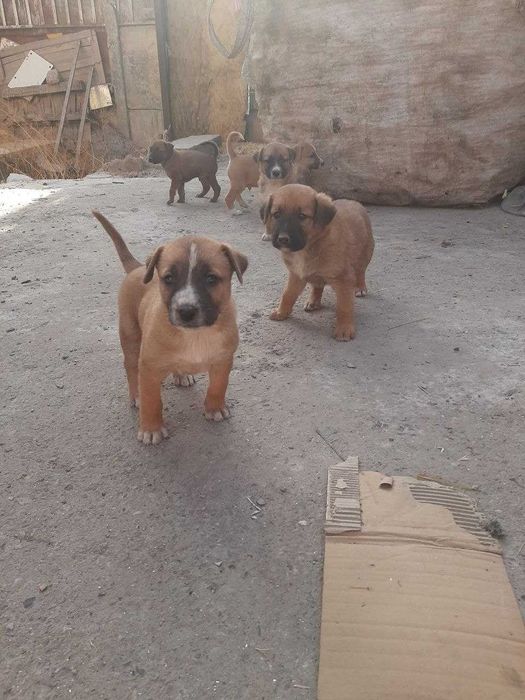 отдам даром щенков