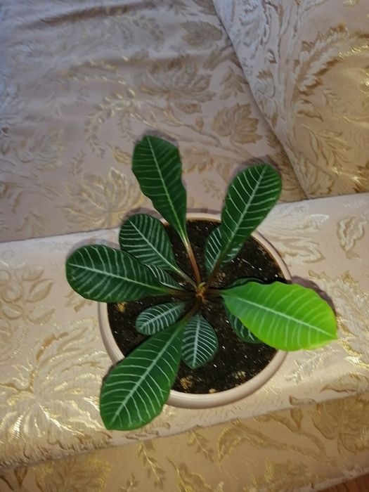 Продам комнатные цветы.