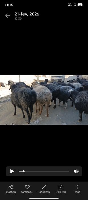 Xisori bugʻoz egiz tugʻadigan qoʻylar