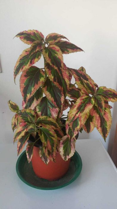 комнатные растения