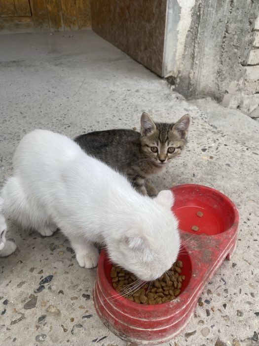 Кошки , красивый , отдам в добрый руки
