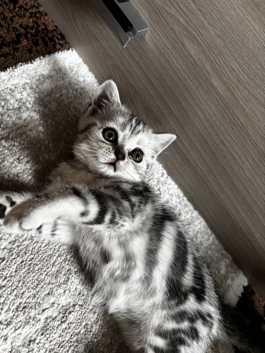 Продам котят, британцы