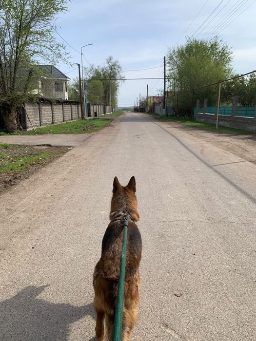 Немецкая овчарка