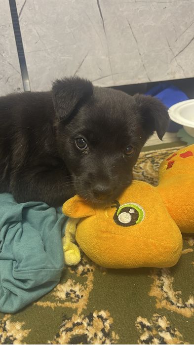 Отдам даром щенка