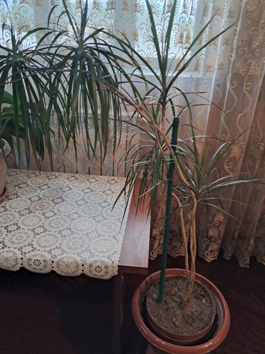 Продам большие комнатные цветы