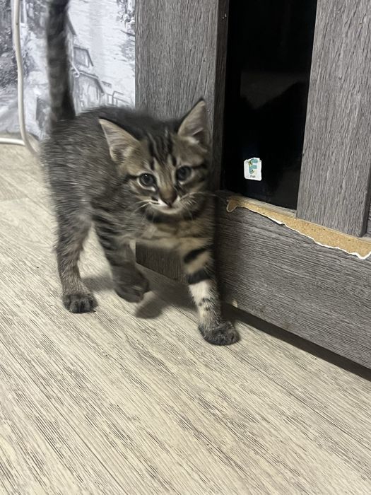 Котята в хорошие руки